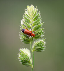 ladybug on leaf