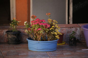 Vaso de flores