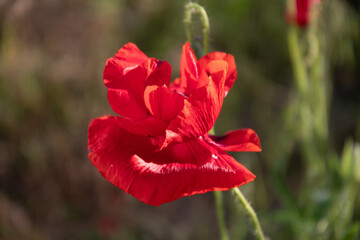 Field poppy in the morning light on a summer day in the park.