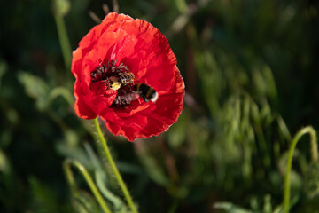 One red poppy flower and an insect in the garden on a sunny summer day.