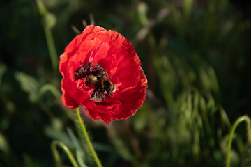 One red poppy flower and an insect in the garden on a sunny summer day.