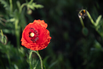 One red poppy flower and an insect in the garden on a sunny summer day.