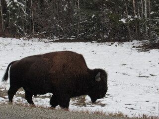 LIARD RIVER, MUNCHO LAKE, TOAD RIVER