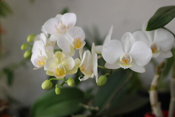 Naklejka na ściany i meble Flores Orquídeas