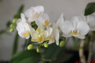 Obraz premium Flores Orquídeas