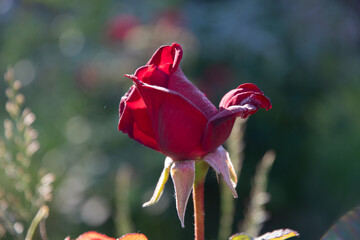Young red rose bud in the garden at dawn, in the sunlight.