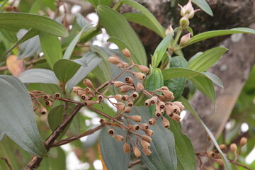 Flores