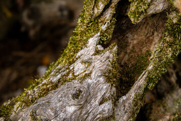 bark of a tree