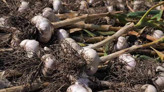 the farmer&rsquo;s hand puts freshly picked garlic heads to dry. garlic crop