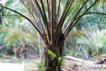 Oil palm trees plantation in Malaysia