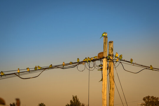 p&aacute;jaros cotorras en el cable