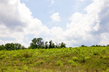 Fototapeta premium green field and blue sky