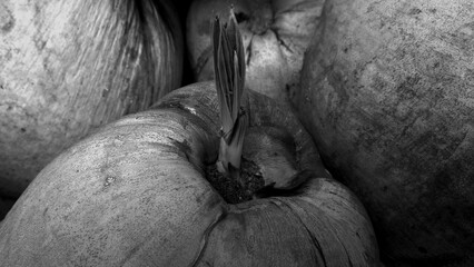 A pile of coconuts and brown bark on the cement floor of the garden house, close up photography, with background for design, vintage image of coconut fruit concept, countryside, Thailand.