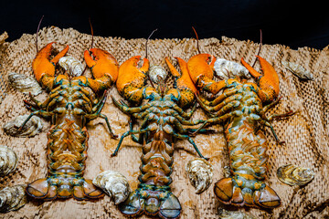 Lobster in the fishing net 
