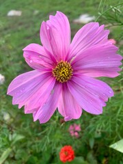 pink cosmos flower