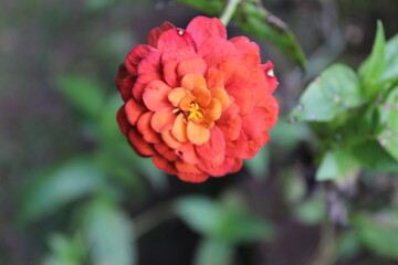 Fototapeta premium czerwony kwiat dalii