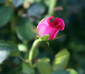 Obraz premium pink rose in garden
