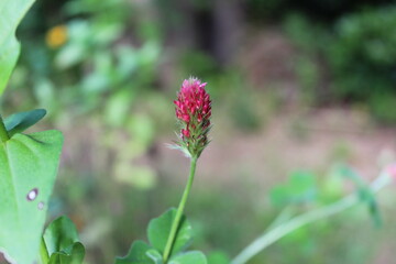 butterfly on a flower