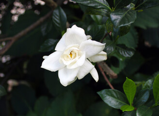white rose flower