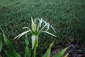 Crinum asiaticum  flower in a garden