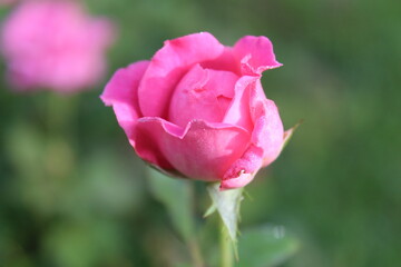 pink rose bud