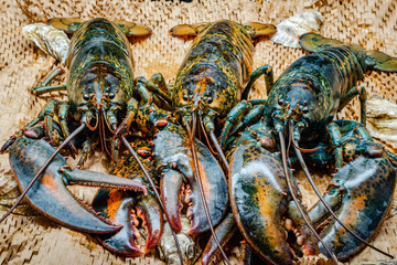 Lobster in the fishing net 