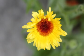 bee on sunflower