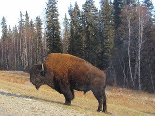 Fototapeta premium LIARD RIVER, MUNCHO LAKE, TOAD RIVER