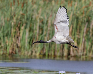 Australian White Ibis (Threskiornis molucca) flying over wetlands with water lilies, NSW, Australia
