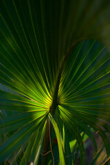 Palm Leaf | Digital Image Print | Green | Tropical | Cumberland Island | Georgia | Instant Download | Nature Photography | Wall Art