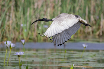 Australian White Ibis (Threskiornis molucca) flying over wetlands with water lilies, NSW, Australia