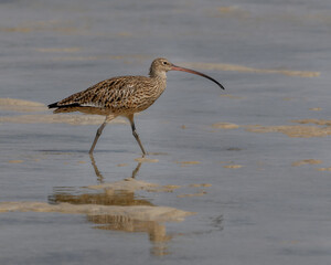 Critically endangered Eastern Curlew (Numenius madagascariensis) walking on beach at low tide - largest shorebird in the world - NSW, Australia