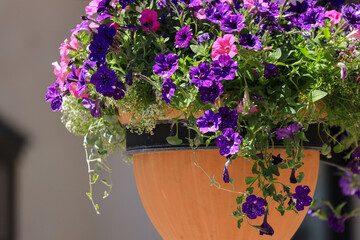 flowers in a hanging flower pot