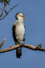Australian Pied Cormorant (Phalacrocorax varius) perched on a branch, with feathers on its beak after preening
