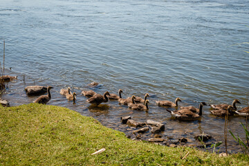Geese activities in the springtime
