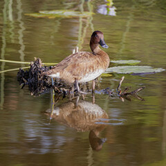 Female Hardhead Duck (Aythya australis) perched on reeds - the only true diving duck found in Australia, often staying submerged for over a minute