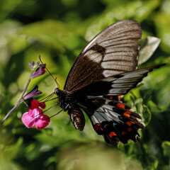 Orchard Swallowtail Butterfly (Papilio aegeus) feeding on a flower - NSW, Australia