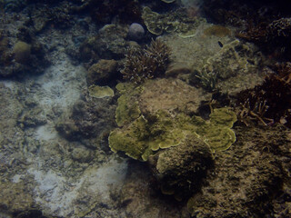 Beautiful marine life at the island