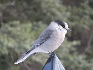LIARD RIVER, MUNCHO LAKE, TOAD RIVER