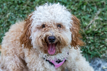 portrait of a poodle