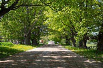 Obraz premium country road through trees