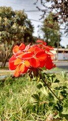 Obraz premium flores rojas