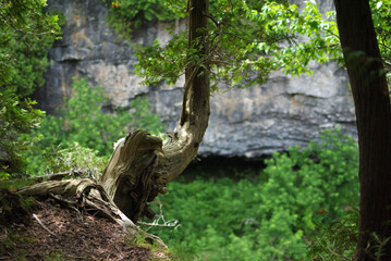 old tree above the rock
