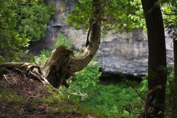 Fototapeta na wymiar tree above the rock