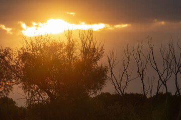 Fototapeta premium sunset over trees, the rays of the sun through the clouds