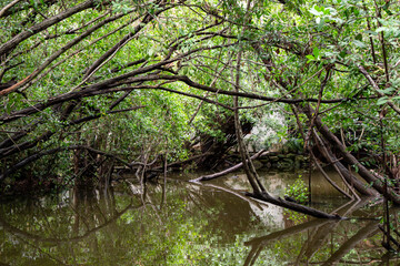 Fototapeta premium jungle river