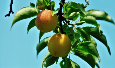 黄色の実のすもも