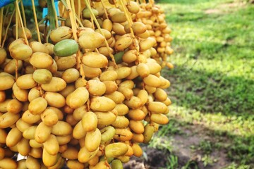 Close up of date fruit on tree