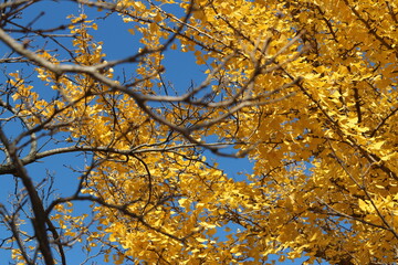 Ginkgo leaves against clear blue sky in autumn, South Korea