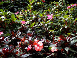 Macro of flower at the garden
